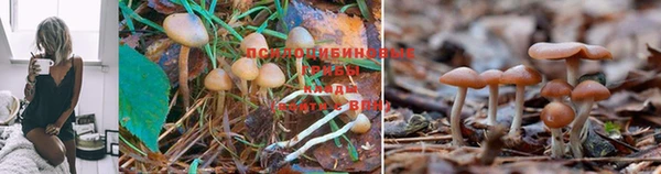 молекула духа Абинск